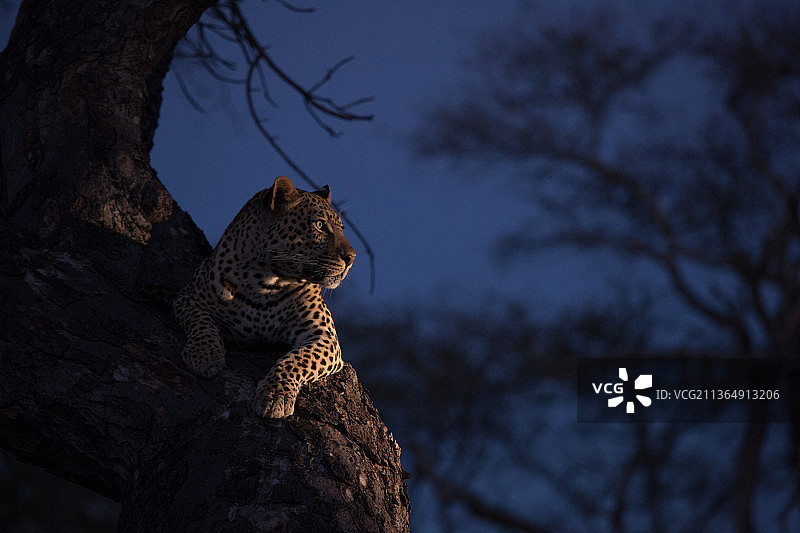 南非隆多洛齐保护区树上豹图片素材