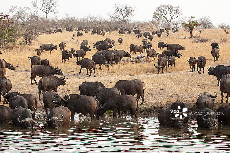南非隆多洛兹禁猎区水牛群饮水图片素材
