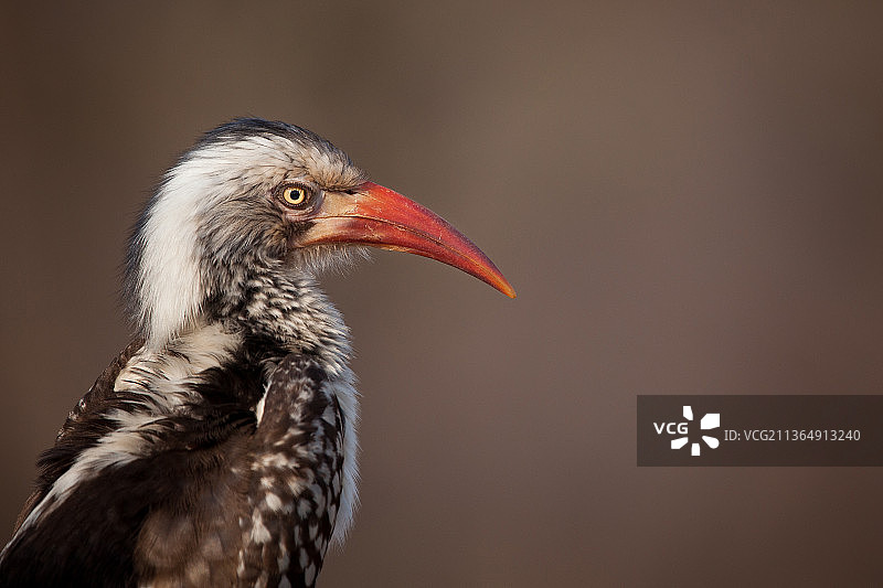 南非隆多洛齐禁猎区：红嘴犀鸟肖像图片素材