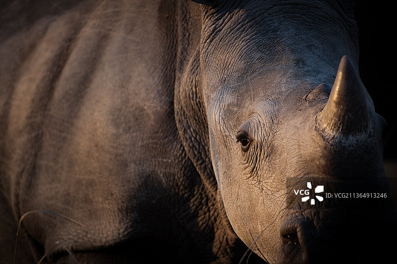 南非隆多洛兹禁猎区：白犀牛的头部和身体侧面图片素材