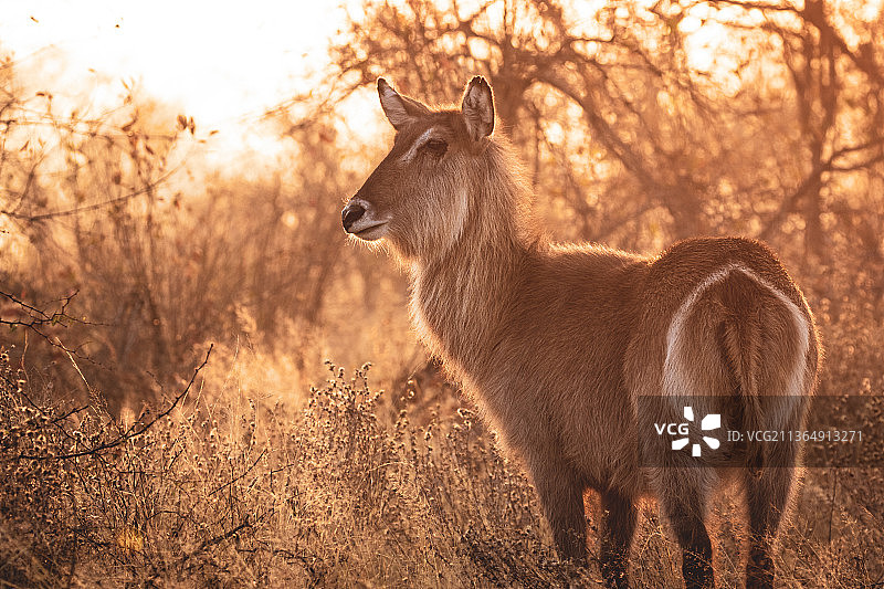 南非Londolozi禁猎区，一只水羚在日落的柔光中图片素材