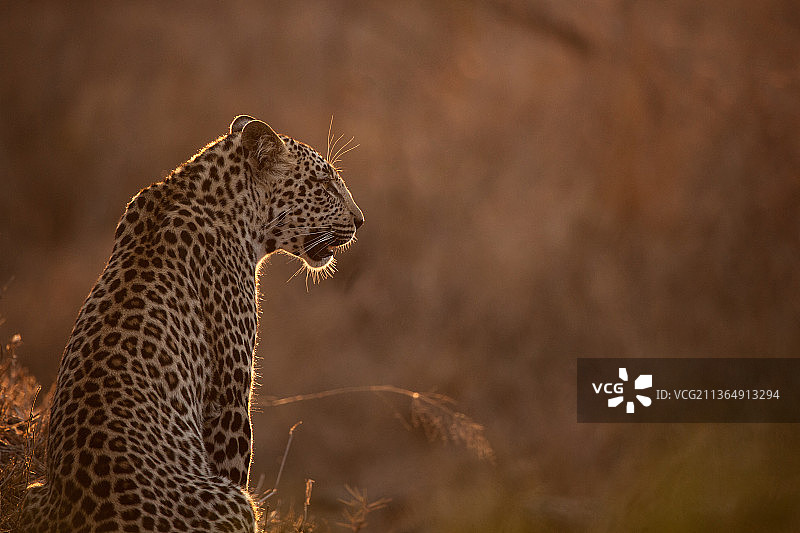 南非Londolozi禁猎区：夕阳逆光下，豹（Panthera pardus）背对镜头而坐图片素材