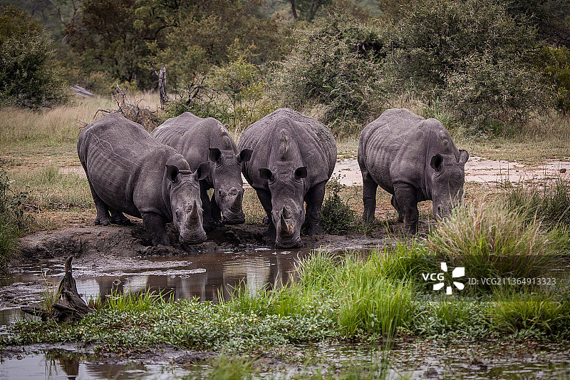 南非隆多洛齐禁猎区：白犀牛在水坑边饮水图片素材