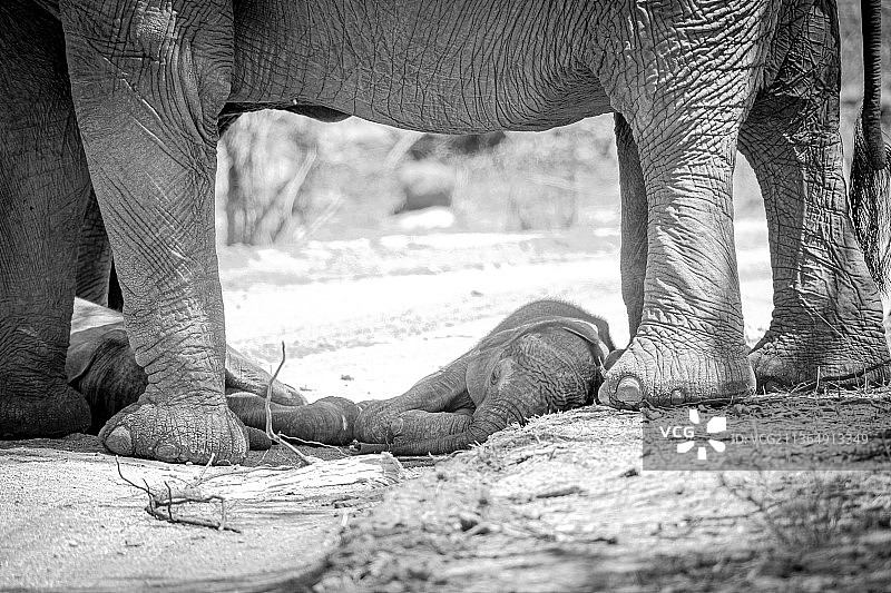 南非隆多洛齐禁猎区：黑白照片中，非洲象幼崽躺在母亲的腿下图片素材