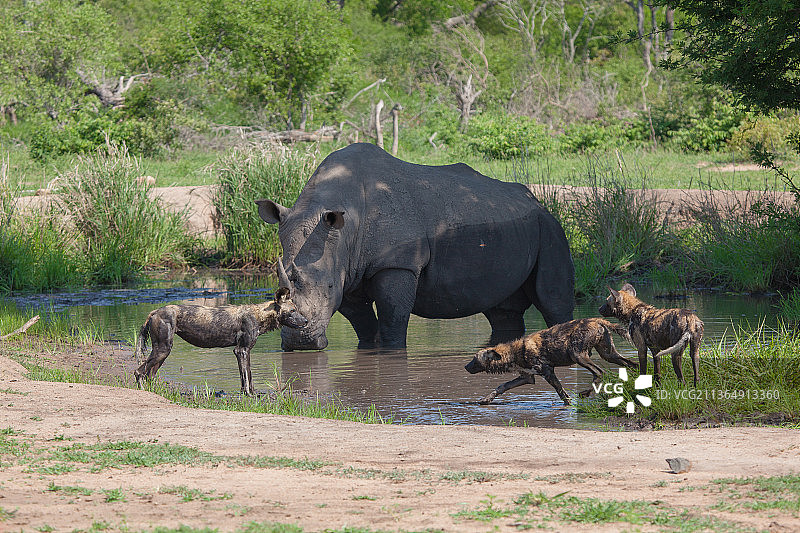 南非隆多洛齐禁猎区：在泥坑中嬉戏的白犀牛与非洲野犬图片素材