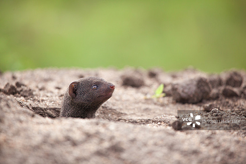 南非Londolozi禁猎区：侏獴从洞穴中探出头图片素材