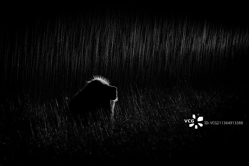 南非隆多洛齐禁猎区：雄狮在聚光灯下的黑白影像图片素材