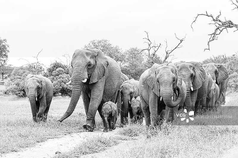 南非隆多洛兹野生动物保护区：黑白照片中沿土路行走的一群非洲象图片素材