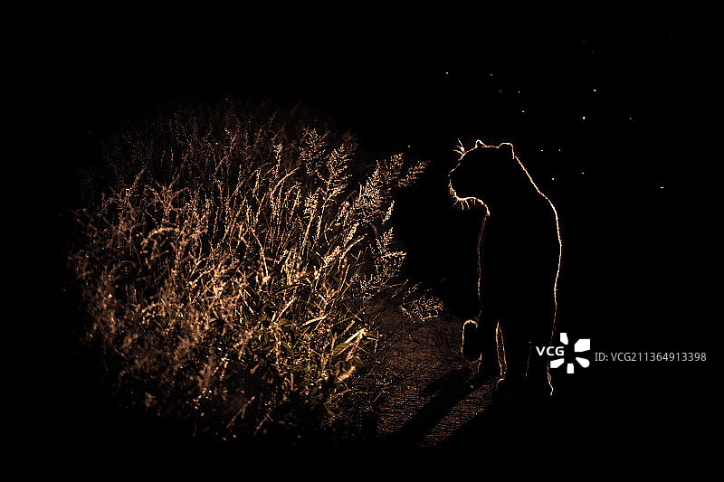 南非隆多洛兹野生动物保护区：聚光灯下，一只豹子穿过茂盛的草地图片素材