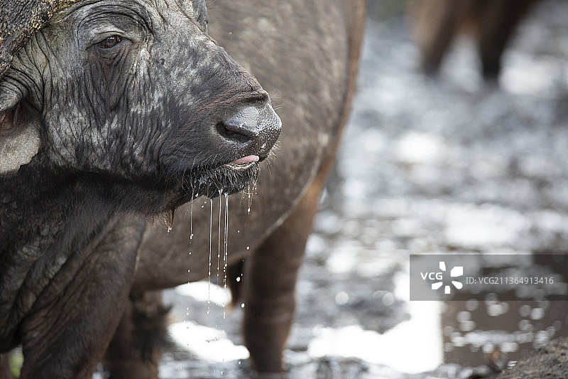 南非隆多洛齐保护区水牛喝水图片素材