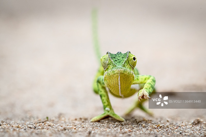 南非Londolozi保护区，变色龙行走图片素材