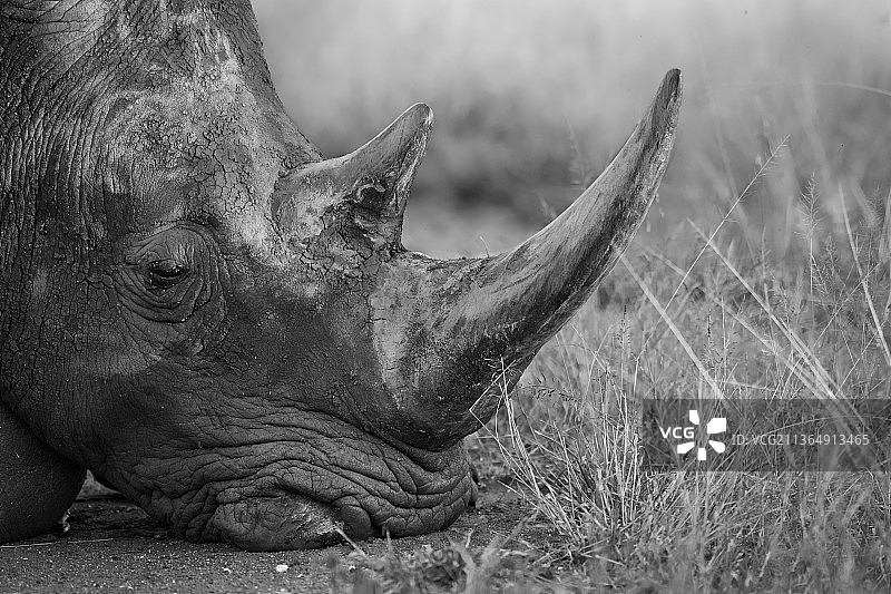 南非隆多洛齐禁猎区：白犀牛图片素材