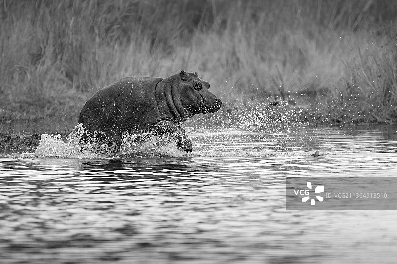南非隆多洛齐禁猎区：黑白影像中奔跑的河马幼崽图片素材