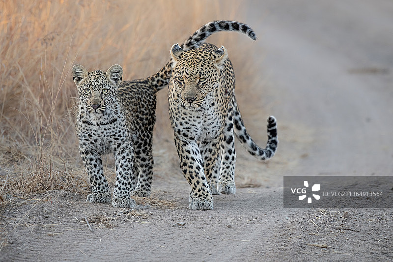 南非Londolozi禁猎区：母豹与幼崽图片素材