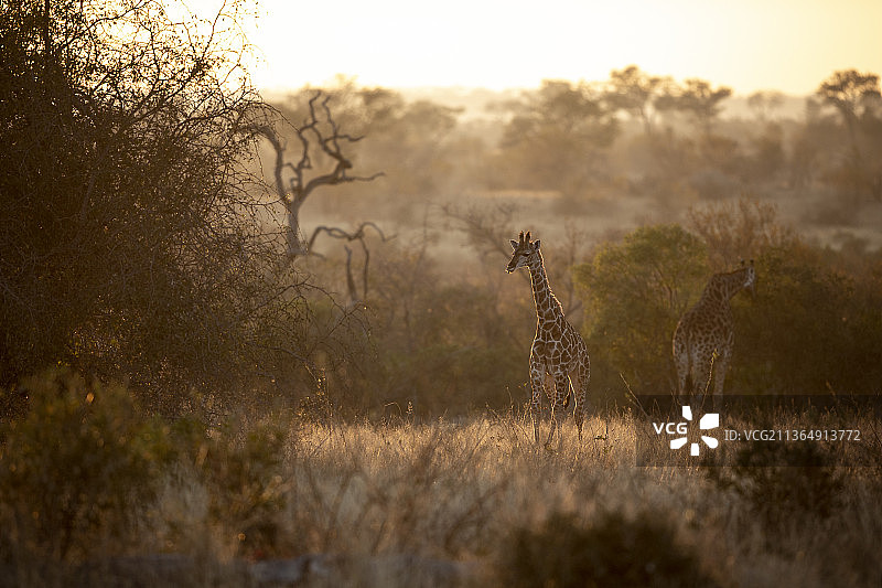 南非隆多洛齐禁猎区：日落时分，长颈鹿幼崽离开母亲走向草地图片素材