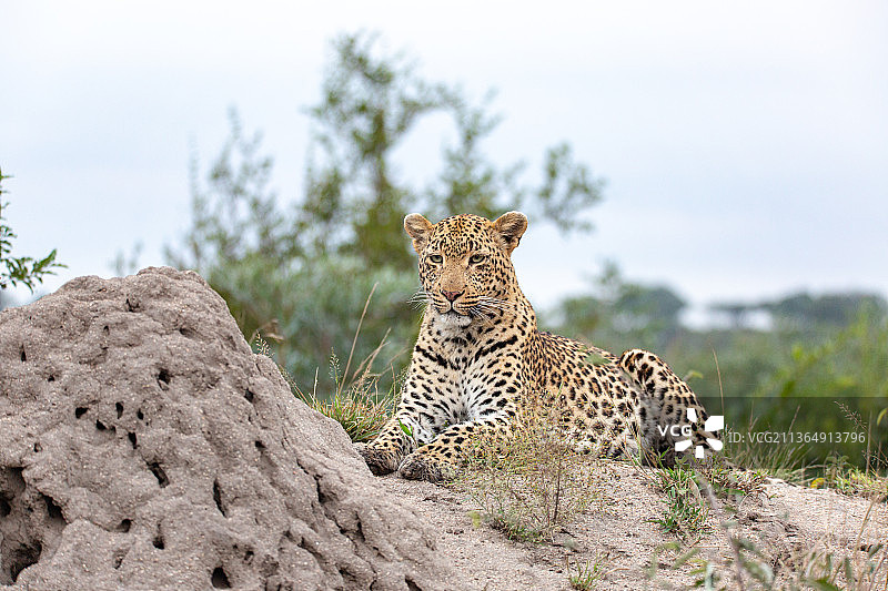 南非Londolozi禁猎区：豹（Panthera pardus）躺在白蚁丘旁，看向画面外图片素材