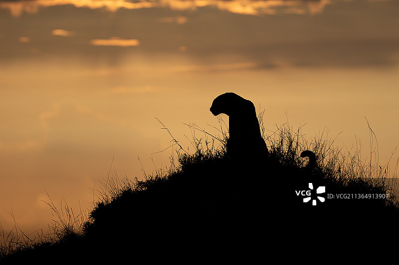 南非隆多洛齐禁猎区花豹剪影图片素材