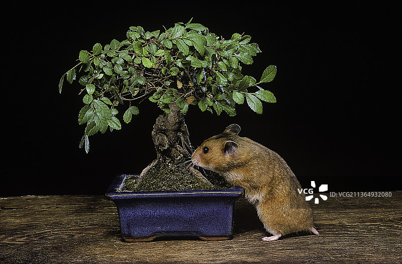 金色仓鼠（叙利亚仓鼠）与盆景图片素材