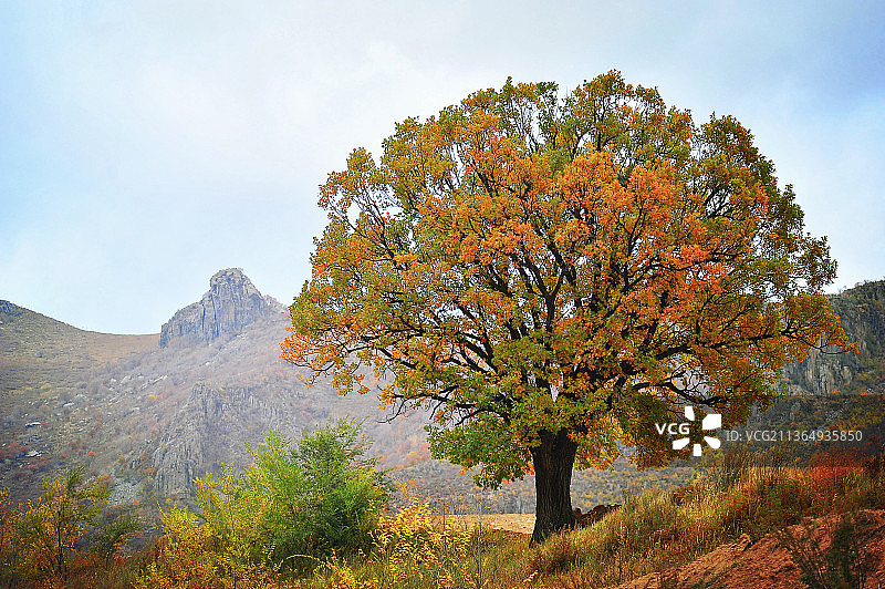 生长百年的栎树图片素材