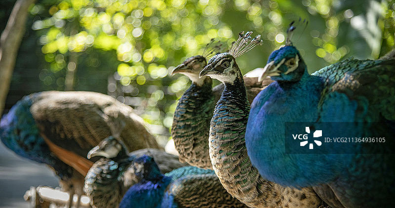 营业状态下的孔雀图片素材