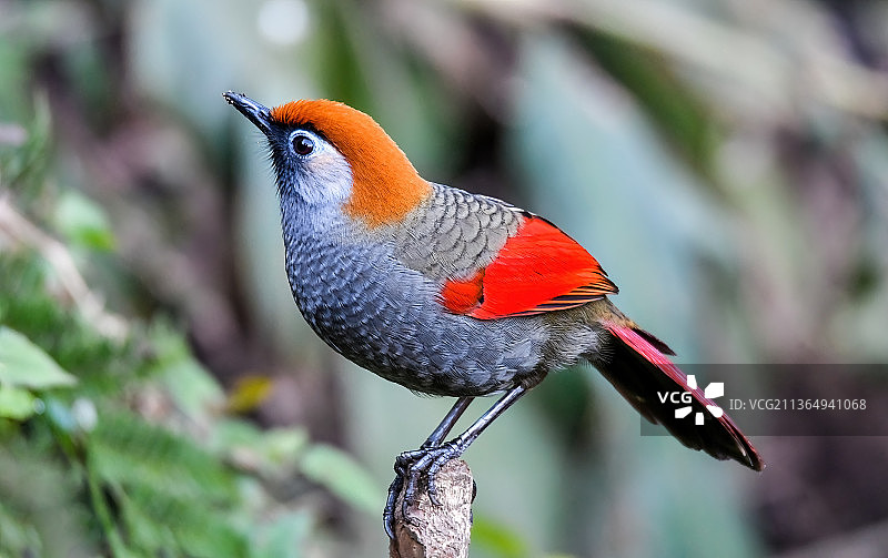 赤尾噪鹛图片素材