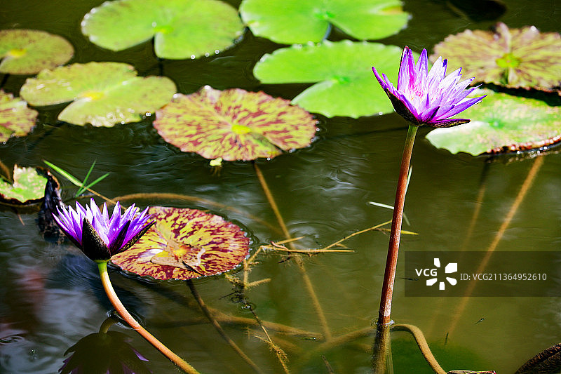 睡莲的特写图片素材