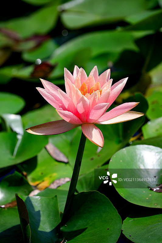 睡莲的特写图片素材