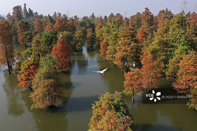 池杉湖湿地秋色图片素材