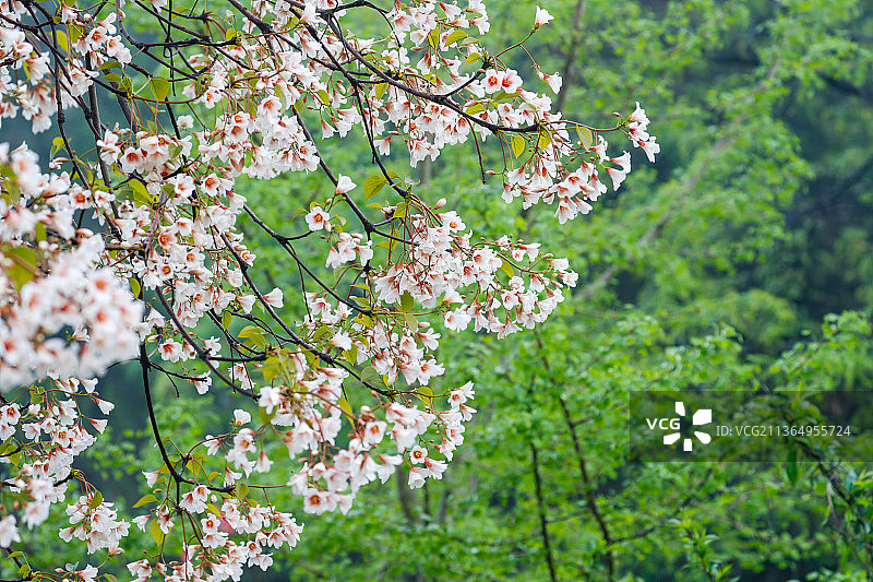 桐籽花开图片素材