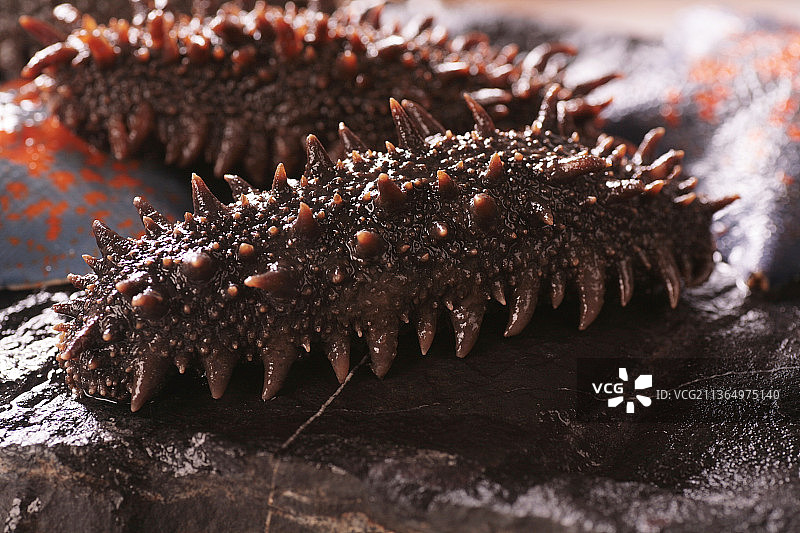 鲜活的海参图片素材