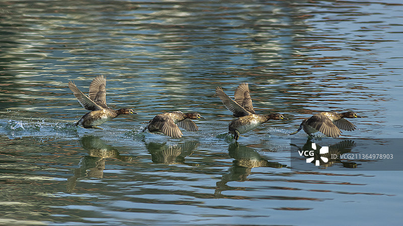 奔跑的䴙䴘图片素材