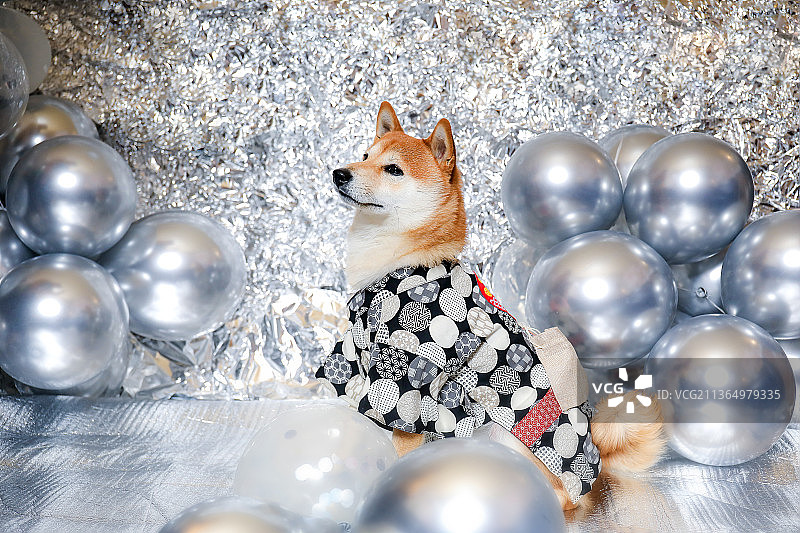 银色背景的柴犬图片素材