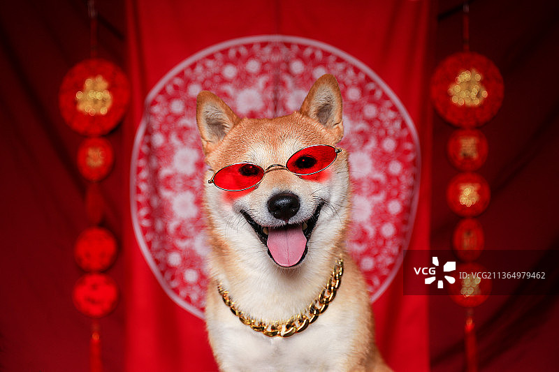 新年主题柴犬肖像照图片素材