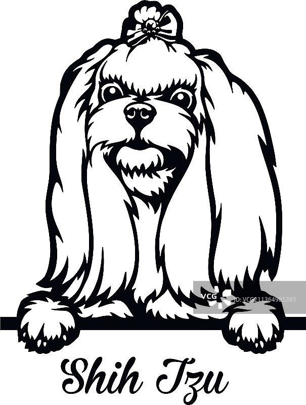 白色背景上探头狗头西施犬图片素材