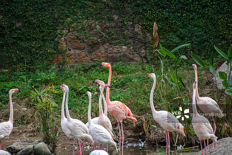 动物园里的火烈鸟图片素材