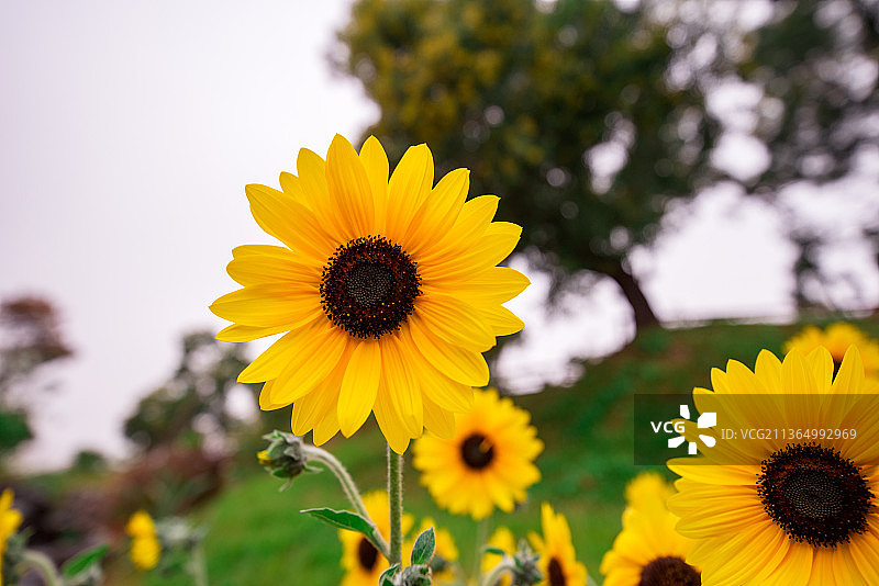 漂亮的向日葵图片素材