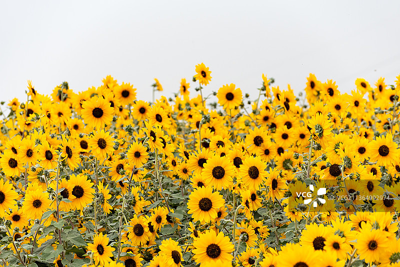 漂亮的向日葵图片素材