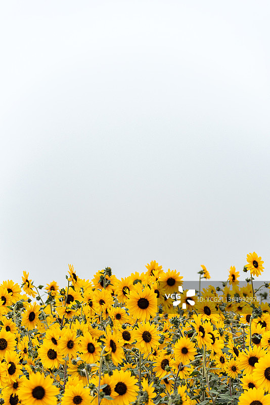 漂亮的向日葵图片素材