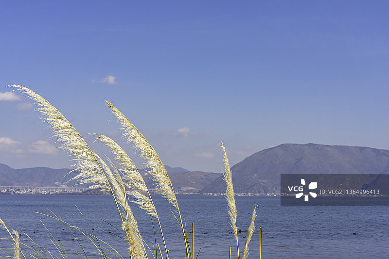 中国云南省大理市洱海湿地公园边的芦苇，秋天的芦花图片素材