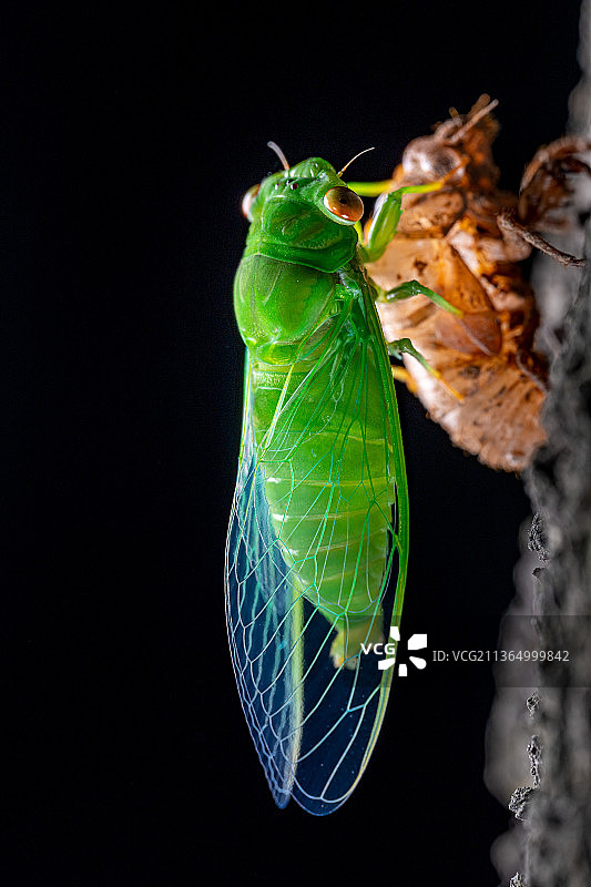 薄翅蝉蝉蜕过程图片素材