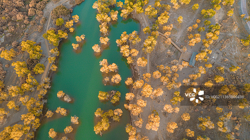 额济纳旗大漠胡杨风光图片素材