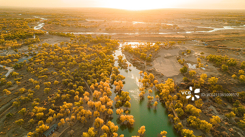 额济纳旗大漠胡杨风光图片素材
