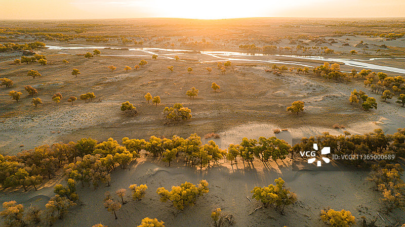 内蒙古额济纳旗黑水河畔胡杨林图片素材