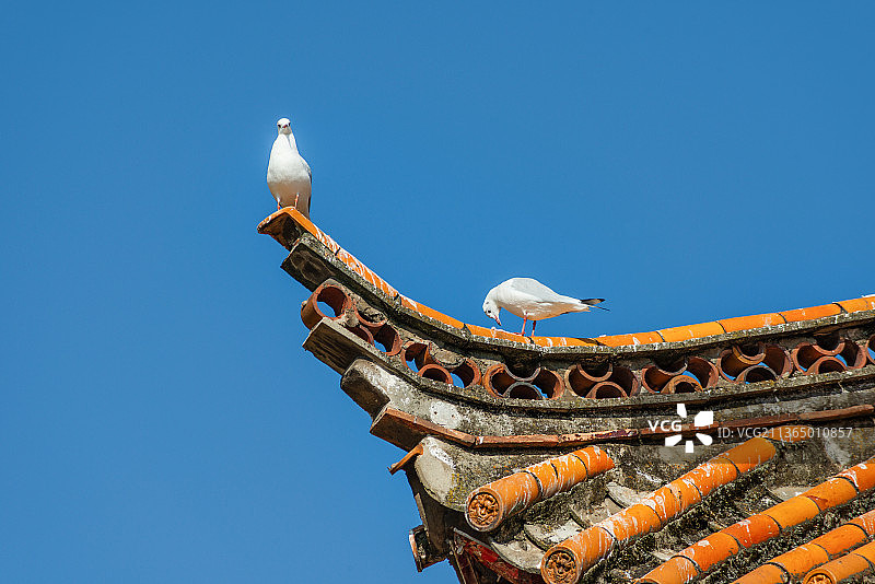 DSC_1926图片素材