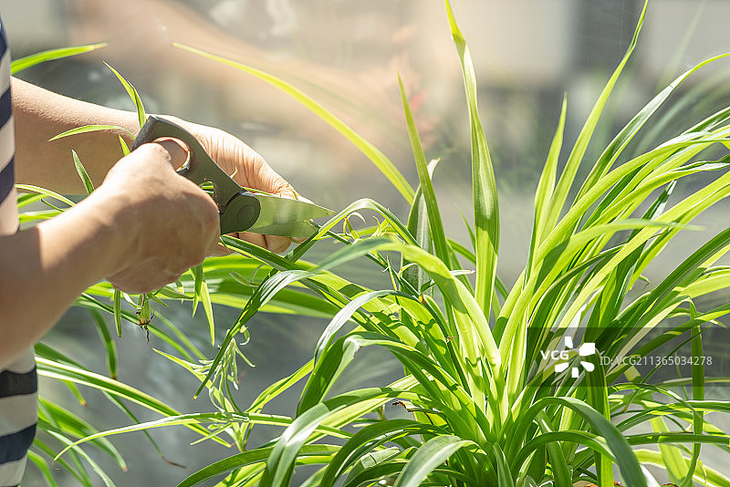 室内修剪花草图片素材