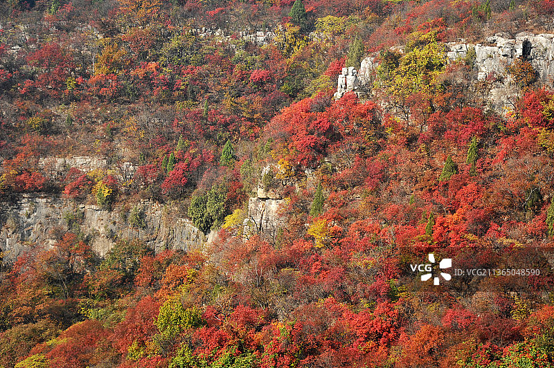 山东枣庄山亭区抱犊崮国家森林公园秋日美景图片素材