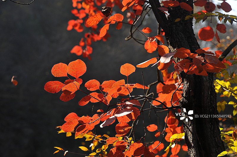 山东枣庄山亭区抱犊崮国家森林公园秋日美景图片素材