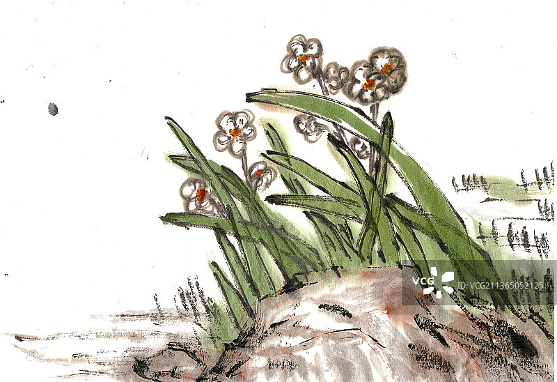 河岸边的水仙花图片素材