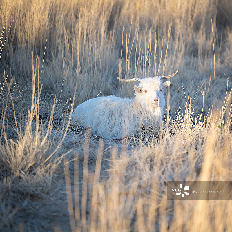 额济纳旗草原冬天被放牧的山羊图片素材