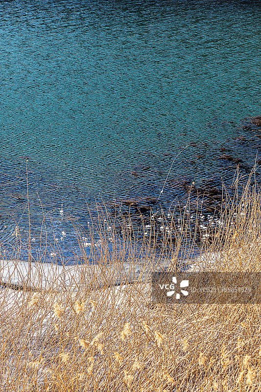 冬日山谷中结冰的蓝色湖水和芦苇图片素材